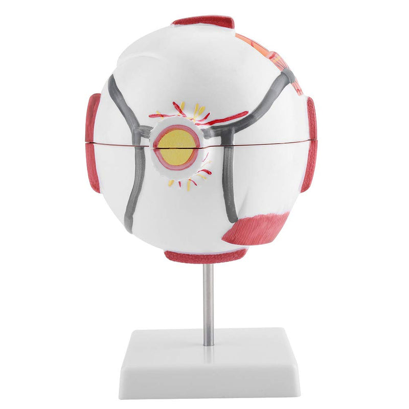 Eye Model Anatomy 6X Magnification, Human Eye Model Removable | Medical Teaching Model for Biology Teaching & Medical Studies
