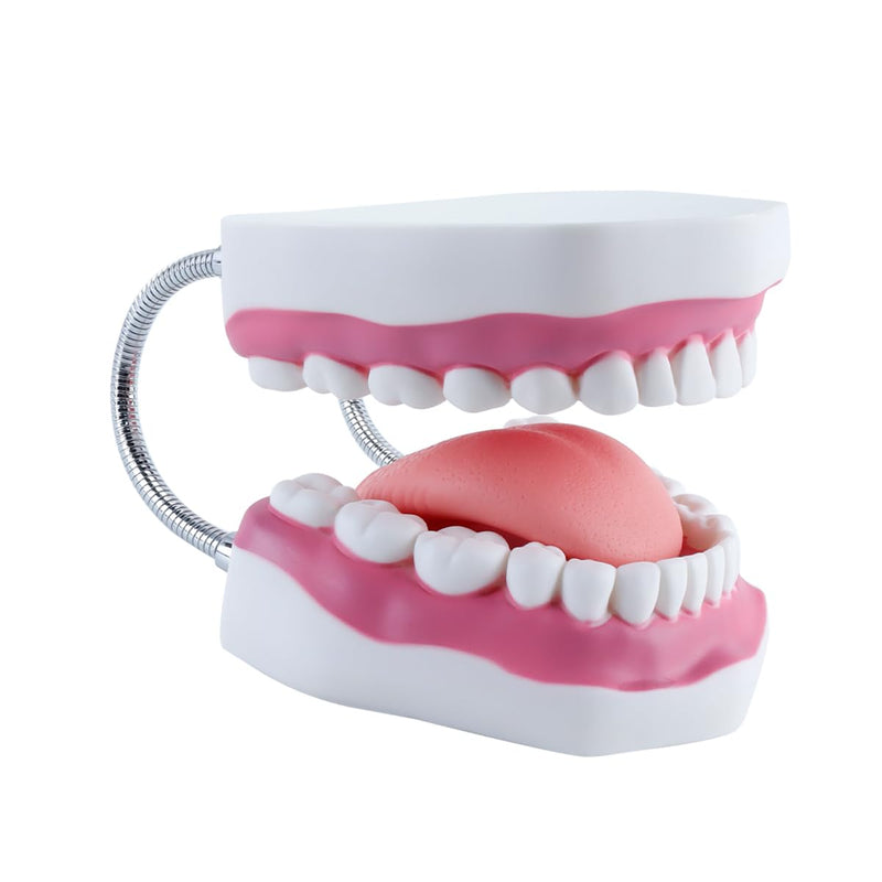 6 Times Larger Dental Model with Moving Tongue, Bendable Stand, Realistic Colours for Dental Education, Practical Treatment
