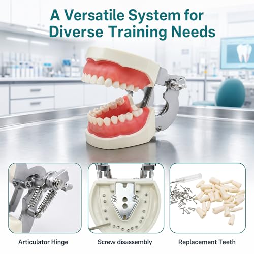 TM-021 Dental Typodont Teeth Model Complete Removable Teaching Tools Typodont Joints Anatomy Teeth Model 28 Removable Teeth with a
