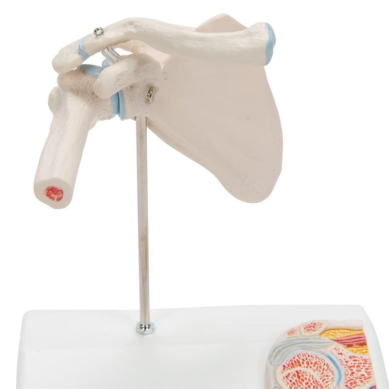 3B Scientific A86/1 Mini Cross Section Shoulder Joint + Free Anatomy Software "3B Smart Anatomy" Mini shoulder joint
