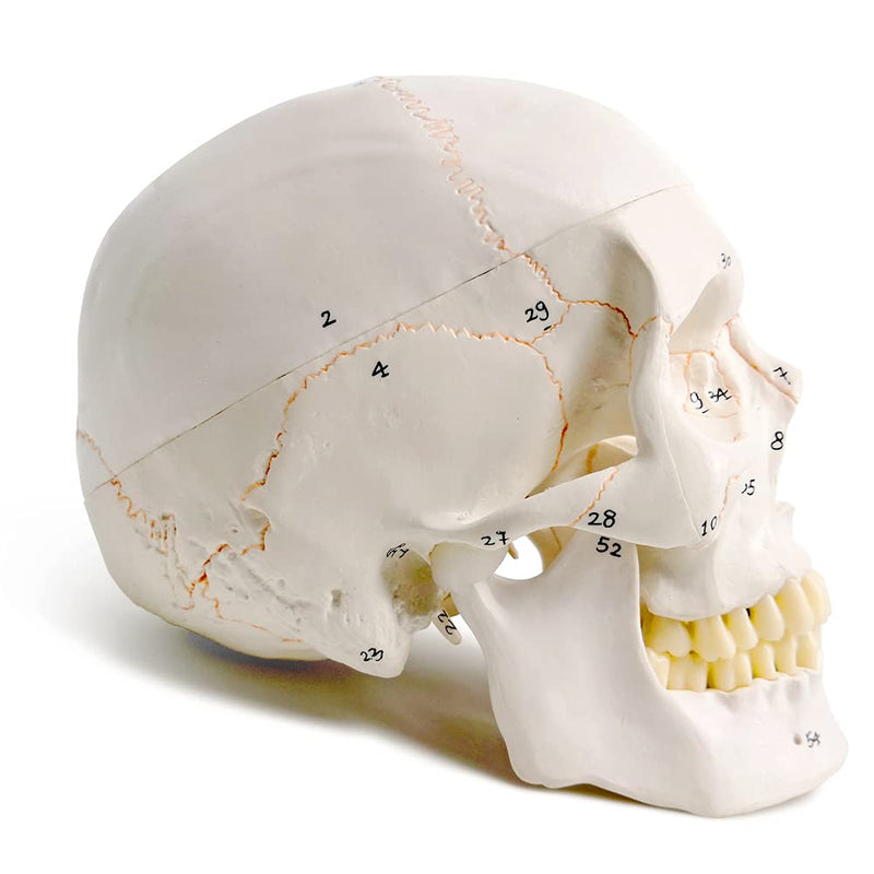 EVOTECH SCIENTIFIC Classic Numbered Human Skull Model, Life Size 9" Medical Quality-3 Part-W/Sutures Painted, 54pcs Labeled Numbered for Medical Student Shows Most Major Foramen Fossa and Canals
