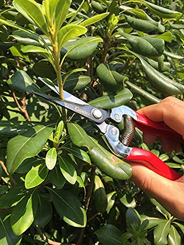 gonicc 8" Professional Ratchet Anvil Pruning Shears (GPPS-1011) andMicro-Tip Pruning Snip (GPPS-1008), Ratcheting Mechanism, Anvil Groove Design, Reinforced Design Handle, Garden Shears Clippers,