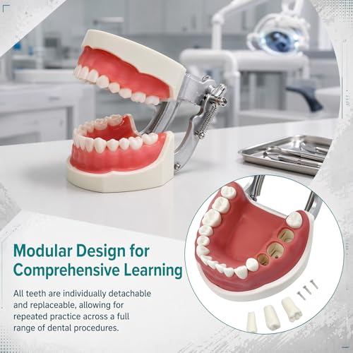 TM-021 Dental Typodont Teeth Model Complete Removable Teaching Tools Typodont Joints Anatomy Teeth Model 28 Removable Teeth with a