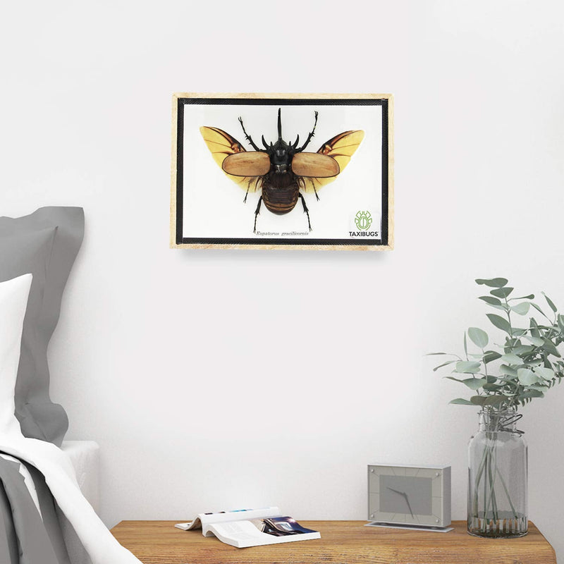 Real 5 Horned Beetle/Eupatorus Gracilicornis Flying Form Taxidermy in Transparent Box Display (Wooden Box) (Wooden Box) Wooden Box