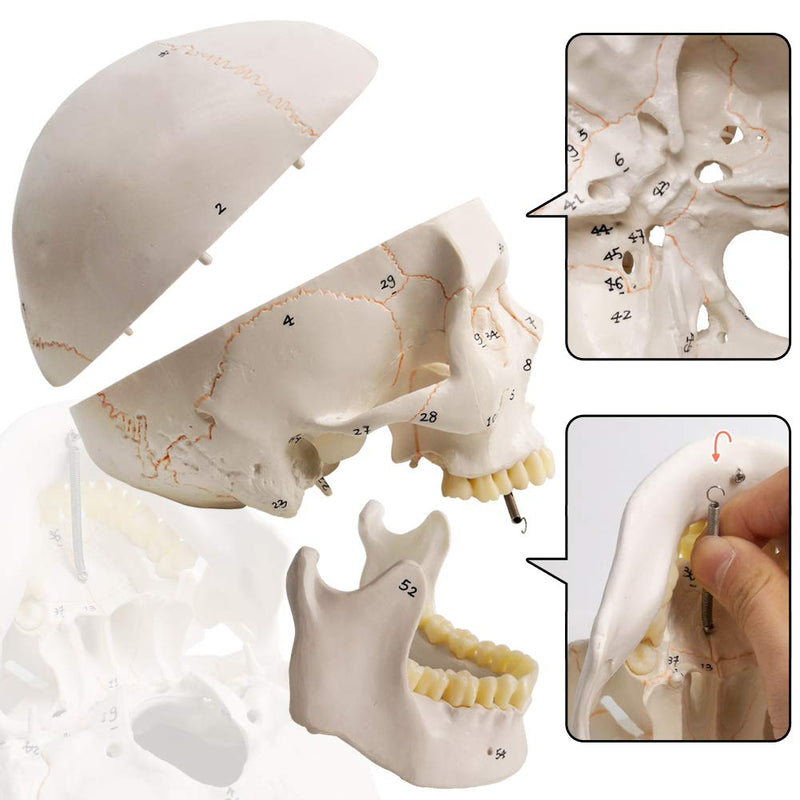 EVOTECH SCIENTIFIC Classic Numbered Human Skull Model, Life Size 9" Medical Quality-3 Part-W/Sutures Painted, 54pcs Labeled Numbered for Medical Student Shows Most Major Foramen Fossa and Canals