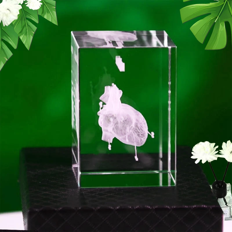 Anatomical Gifts 3D Representation of Heart for Medicine & Decoration | Crystal Glass Model Durable Teaching Aid for Dentists/Students Paperweight Compact for Practice & Decoration ‎Herz
