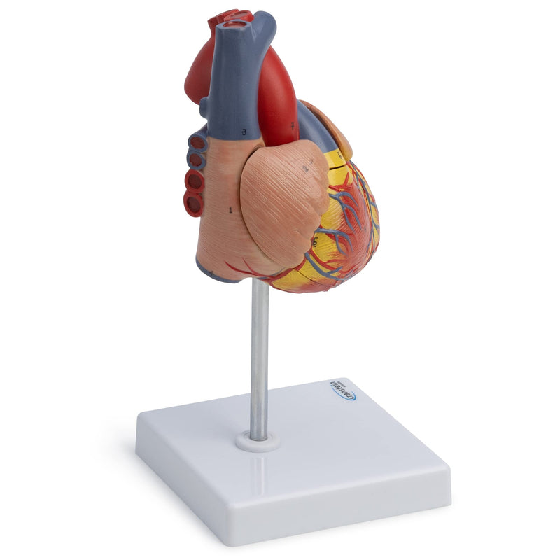 Cranstein A-427 heart model