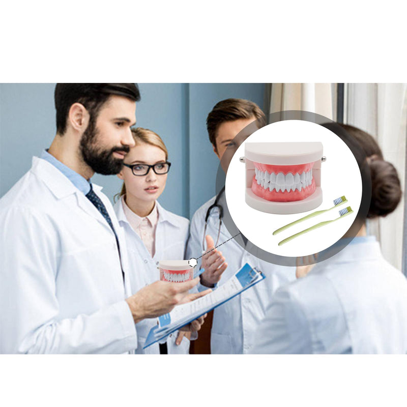 NIYATA Set of 2 dental model dentures, model standard dentist, denture model demonstration with 2 toothbrushes for dental teaching, oral care, dental clinics