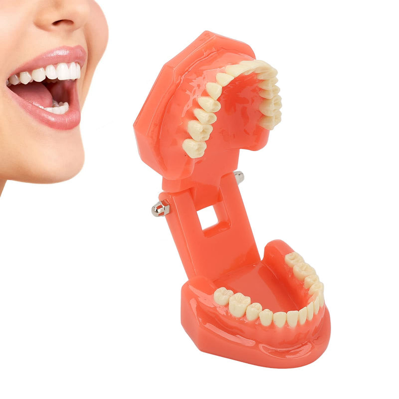 Dental Model Dentist, Acrylic Teeth Dental Demonstration Model, Expandable by 180° Anatomical Dental Model for Dental Teaching or Oral Care