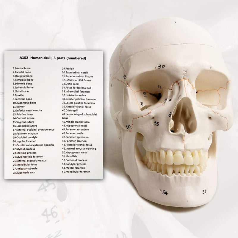 EVOTECH SCIENTIFIC Classic Numbered Human Skull Model, Life Size 9" Medical Quality-3 Part-W/Sutures Painted, 54pcs Labeled Numbered for Medical Student Shows Most Major Foramen Fossa and Canals