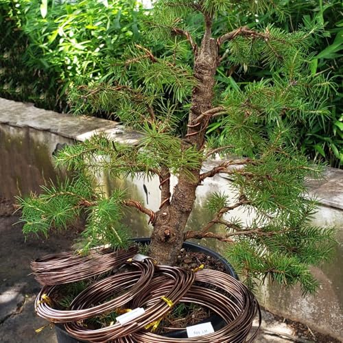 98 Feet Brown Anodized Aluminum Bonsai Training Wire, 4.0mm Anodized Aluminum Wire, 98 Feet Bonsai Plant Wire, Professional Grade Bonsai Training Wire for Crafts, Sculpting, Home Decoration 1 Roll (4.0 mm, 98 ft total) Brown Aluminum