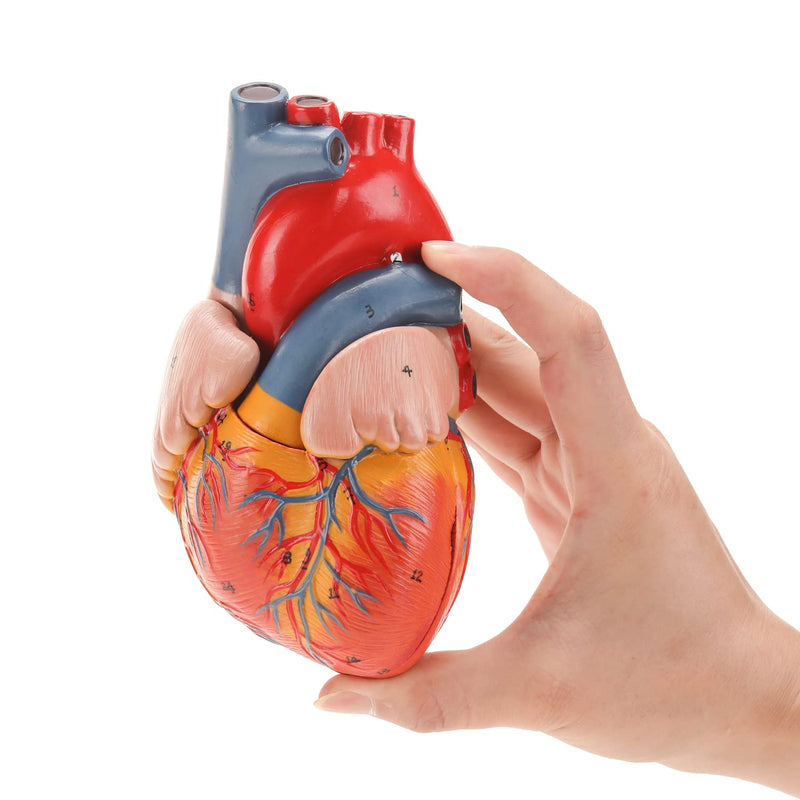 RONTEN Human Heart Model, Heart Model, 2-Part Life Size Anatomically Accurate Numbered Heart Medical Model, Held Together with Magnets on Base Heart model-red