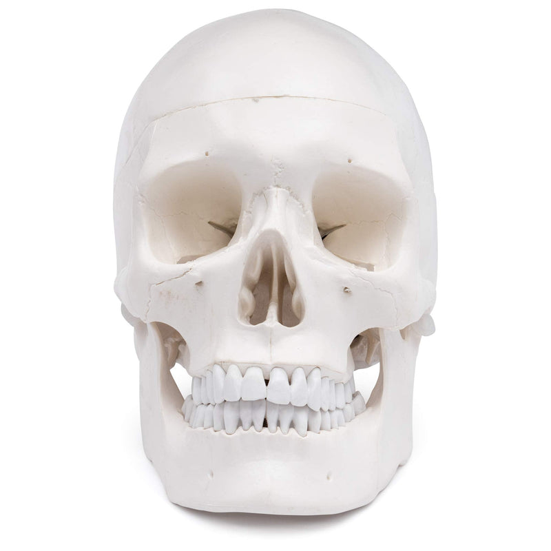 S24.2103 Human Skull, life-size, 3 parts 1. Teeth in white