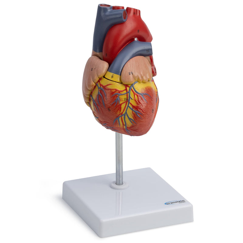 Cranstein A-427 heart model