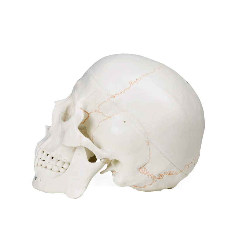 VAL221 Medical Numbered Human Skull-3 Part | Life Size | from Real Human Skull, Detail Hand Painted Numbering | Sectioned Skullcap | Suture Lines & Full Dentition | Labelled Diagram