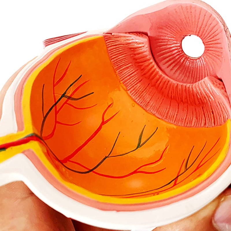 Cornea Eyeball Model Human Eye Model Human Eye Demonstration Teaching Prop Cataract Anatomy Medical Teaching Model
