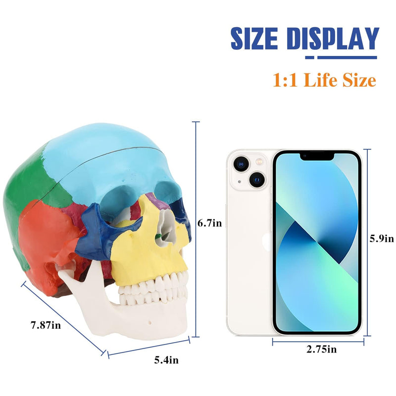 RONTEN Human Skull Anatomical Model, Painted Medical Skull 3-Part Removable Skull Cap and Moving Jaw, Display Model for Medical Student Human Anatomy Teaching and Studying(Asia) Asia Color Skull Model