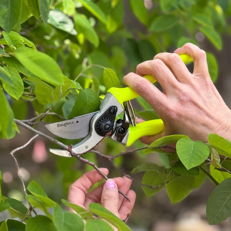 Foxglove 8.5" Pruning Shears – Professional Garden Shears & Bypass Hand Pruners with Japanese SK5 High Carbon Steel Blades, Heavy Duty Garden Clippers & Gardening Tools