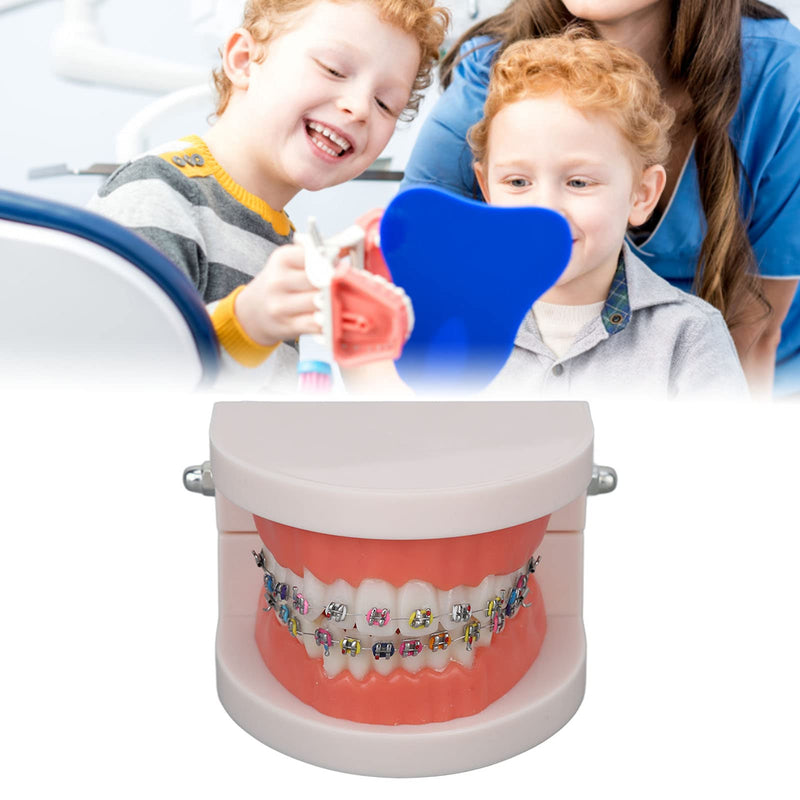 Tooth Demonstration Model, Teeth Dental Demonstration Model, Dental Typodont Teeth Model with Orthodontic Metal Clamp for Dentist Teaching Research Dental