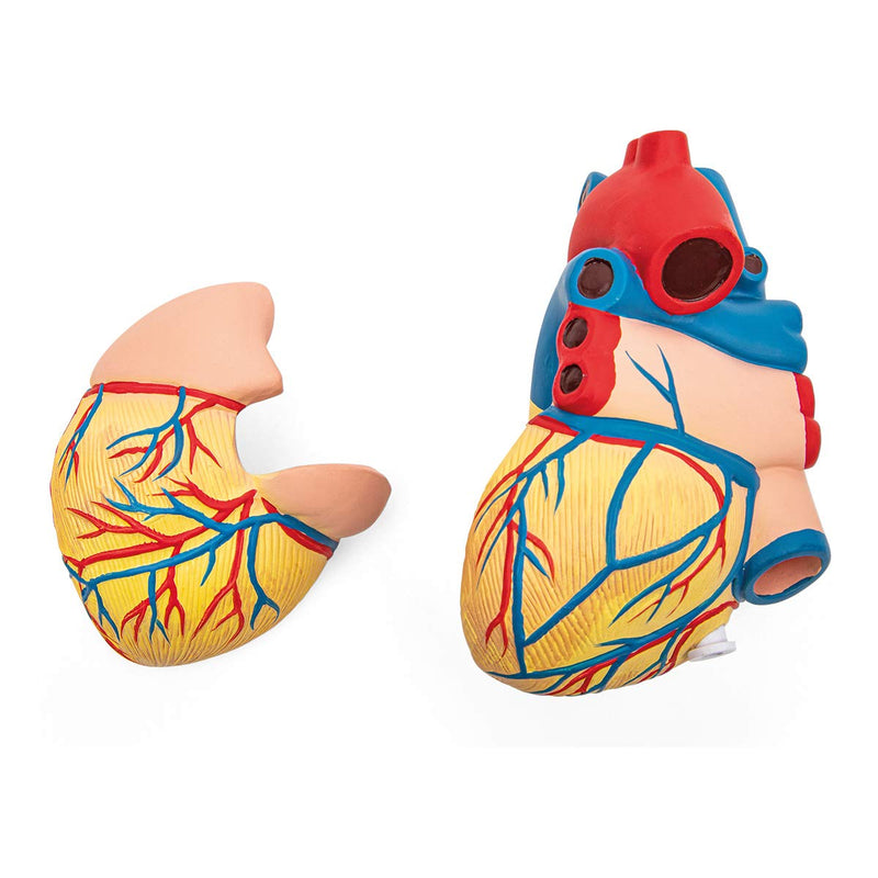 Elementary Anatomy Budget 2 Piece Human Heart Anatomy Model with Stand Life Size School Teaching