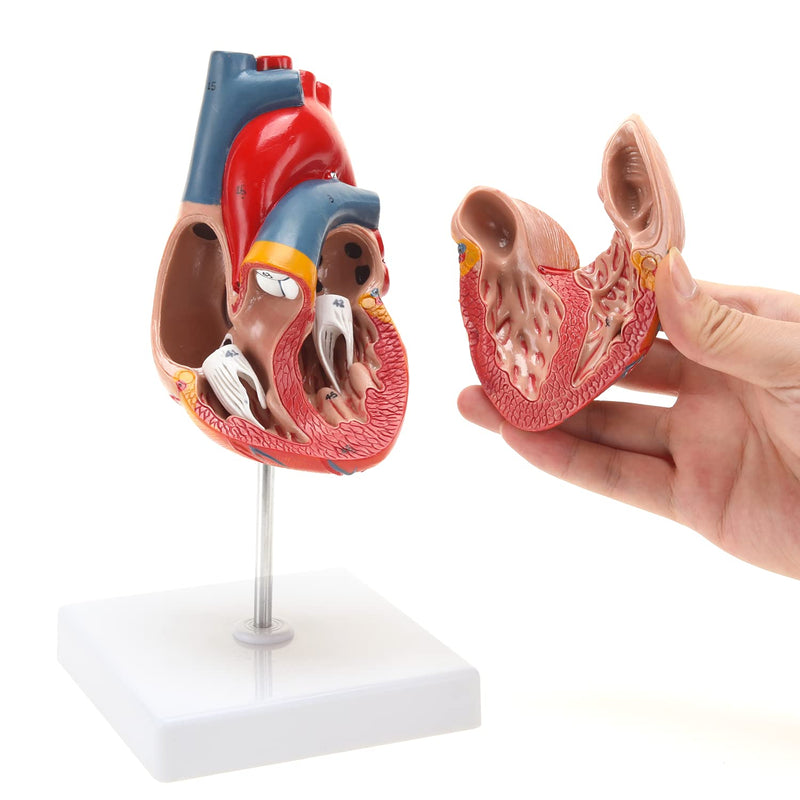 RONTEN Human Heart Model, Heart Model, 2-Part Life Size Anatomically Accurate Numbered Heart Medical Model, Held Together with Magnets on Base Heart model-red