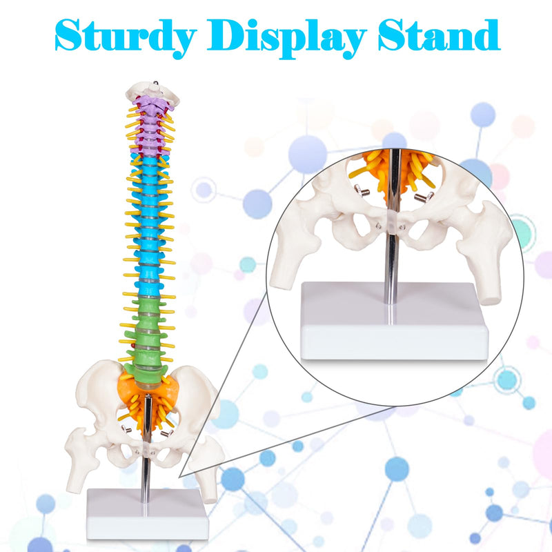 breesky Scientific Mini Spine Model, 15.5’’ Anatomical Spine Model with All Nerves, Human Anatomy Model with Stand for Instruction, Study and Display Colorful Mini Spine Model