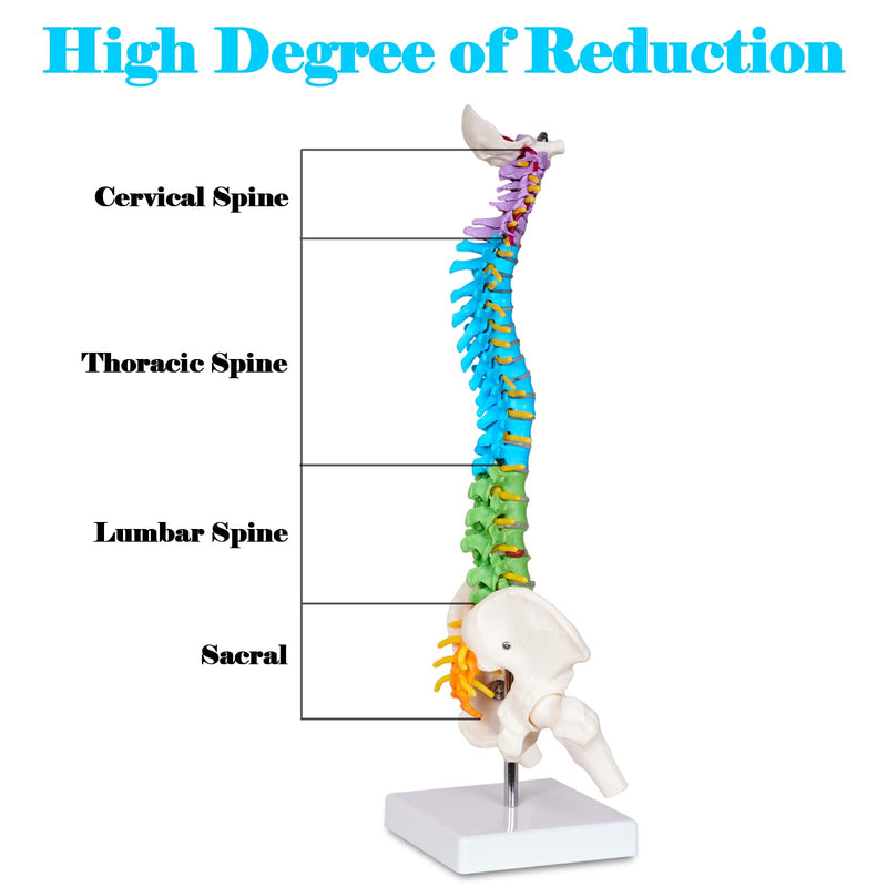 breesky Scientific Mini Spine Model, 15.5’’ Anatomical Spine Model with All Nerves, Human Anatomy Model with Stand for Instruction, Study and Display Colorful Mini Spine Model