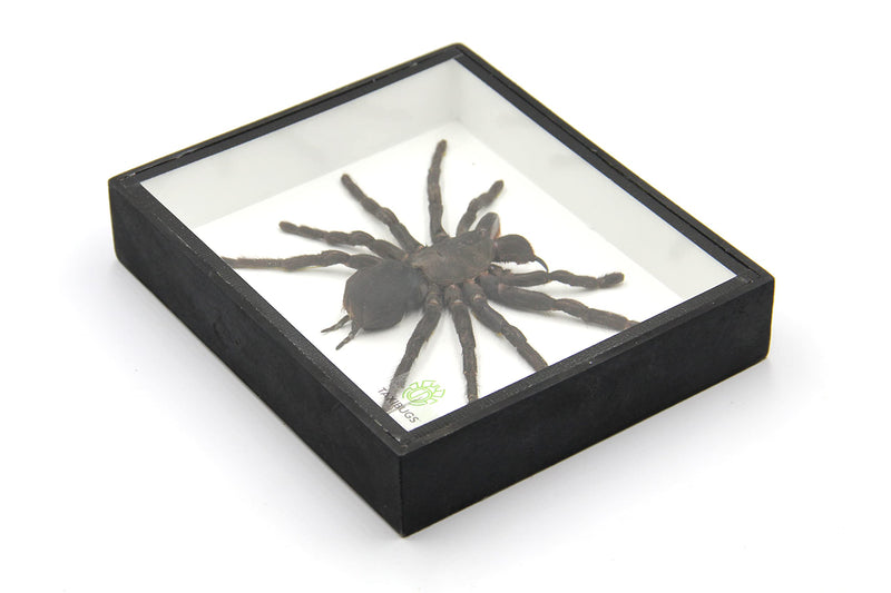 Real Giant Bird Eating Tarantula EURYPEIMA SPINCRUS Spider Taxidermy Transparent Boxed Display (Black Wooden Box) Black Wooden Box