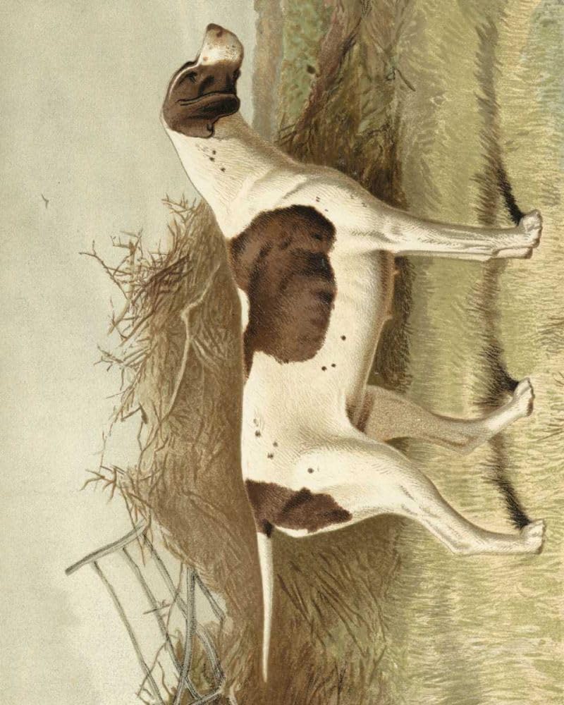 Pointer Poster Print - Vero Shaw (18 x 24)