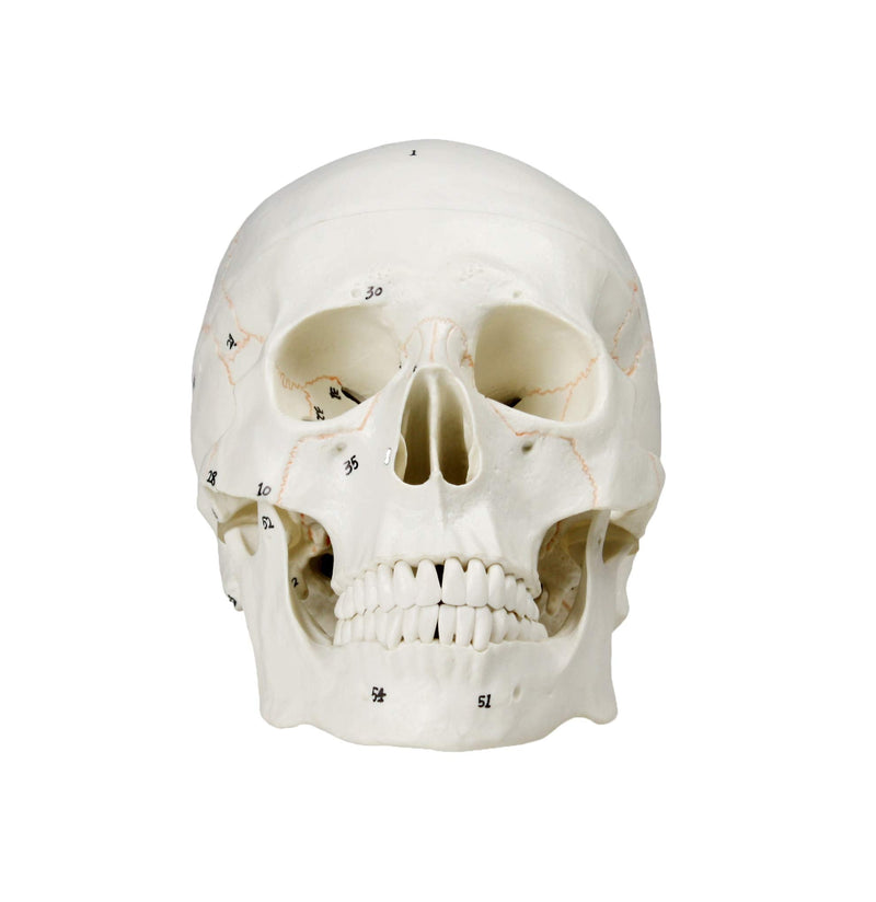 VAL221 Medical Numbered Human Skull-3 Part | Life Size | from Real Human Skull, Detail Hand Painted Numbering | Sectioned Skullcap | Suture Lines & Full Dentition | Labelled Diagram