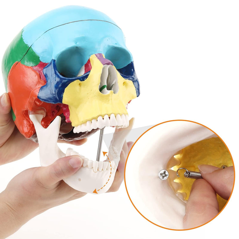 RONTEN Human Skull Anatomical Model, Painted Medical Skull 3-Part Removable Skull Cap and Moving Jaw, Display Model for Medical Student Human Anatomy Teaching and Studying(Asia) Asia Color Skull Model