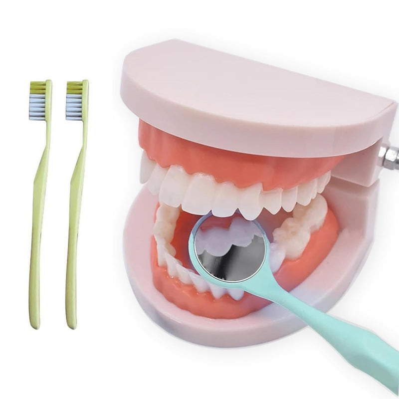 NIYATA Set of 2 dental model dentures, model standard dentist, denture model demonstration with 2 toothbrushes for dental teaching, oral care, dental clinics
