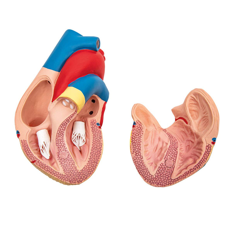 Elementary Anatomy Budget 2 Piece Human Heart Anatomy Model with Stand Life Size School Teaching