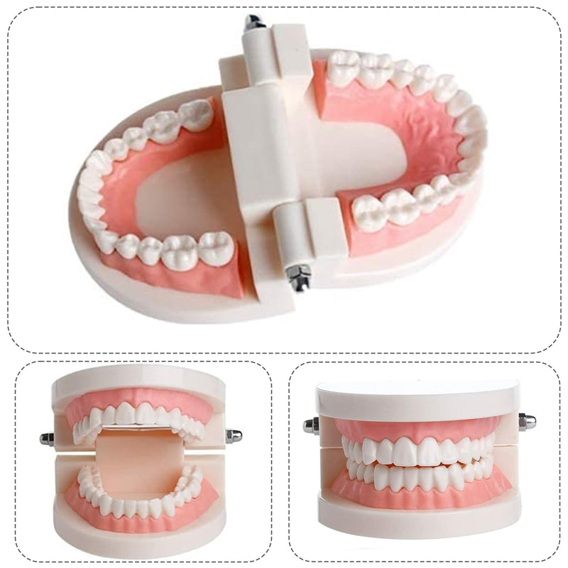 Dentist Model, 2 Educational Models + 2 Plastic Toothbrushes Dental Training Models PVC Teeth Demonstration Teaching Children Teeth Brush