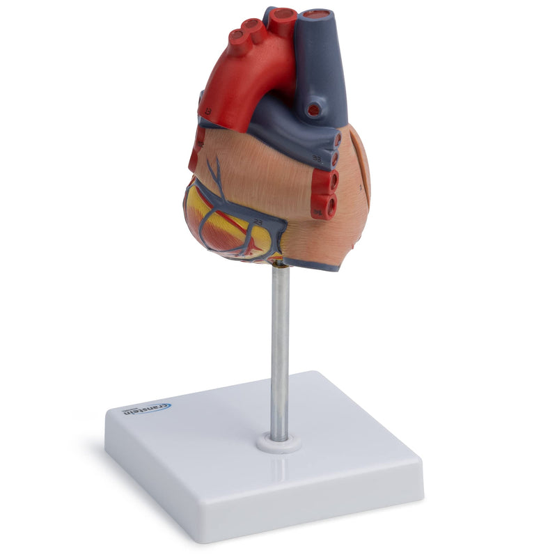 Cranstein A-427 heart model