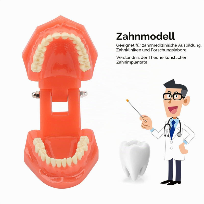 Dental Model Dentist, Acrylic Teeth Dental Demonstration Model, Expandable by 180° Anatomical Dental Model for Dental Teaching or Oral Care