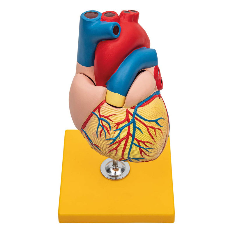 Elementary Anatomy Budget 2 Piece Human Heart Anatomy Model with Stand Life Size School Teaching