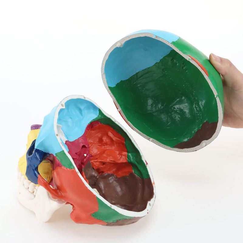 RONTEN Human Skull Anatomical Model, Painted Medical Skull 3-Part Removable Skull Cap and Moving Jaw, Display Model for Medical Student Human Anatomy Teaching and Studying(Asia) Asia Color Skull Model