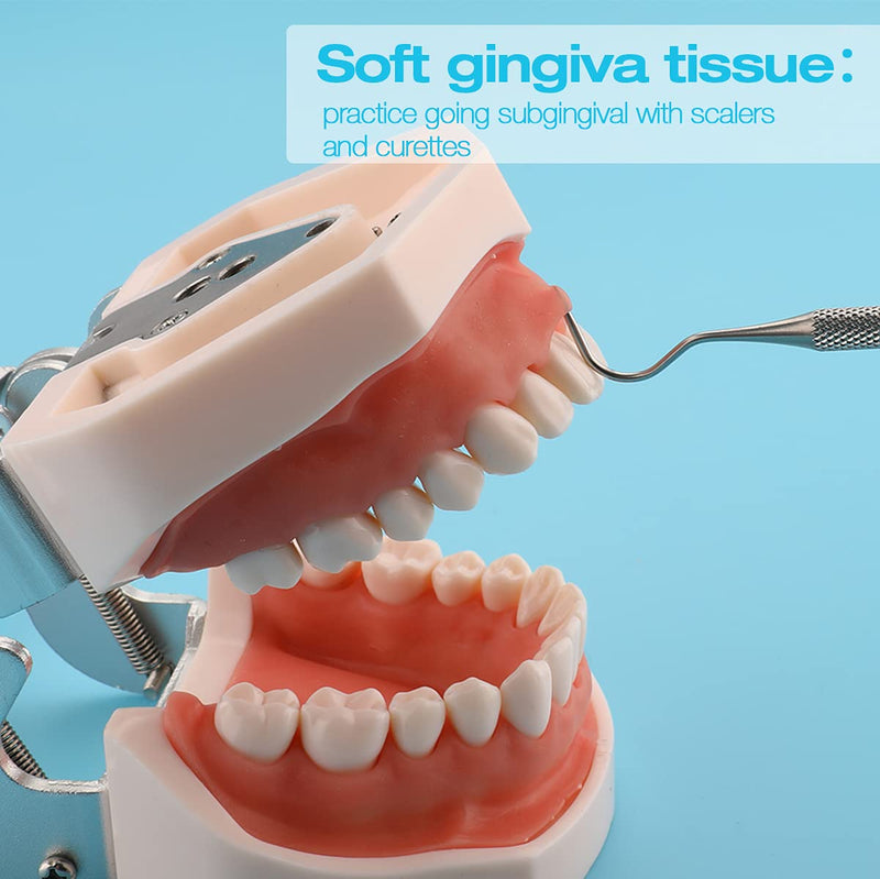 Dental Typodont Teeth Model,Completely Detachable Teeth Model Suitable for Teaching,Practice and Study,Come with a Small Screwdriver 32 Tooth Model