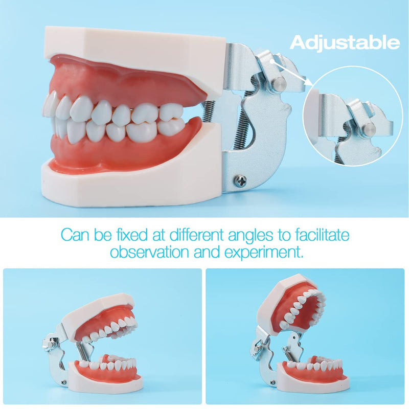 Dental Typodont Teeth Model,Completely Detachable Teeth Model Suitable for Teaching,Practice and Study,Come with a Small Screwdriver 32 Tooth Model