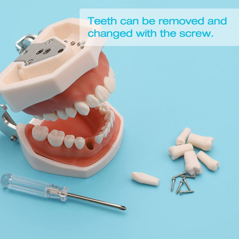 Dental Typodont Teeth Model,Completely Detachable Teeth Model Suitable for Teaching,Practice and Study,Come with a Small Screwdriver 32 Tooth Model