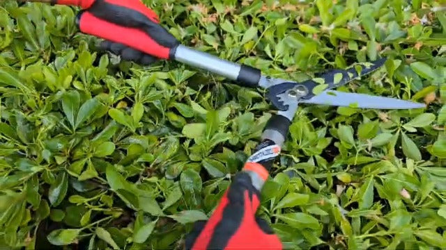 Kimura® Pro Heavy Duty Hedge Shears - Premium Garden Clippers with Patented Gearing Technology, Ultra Lightweight Aluminium Handles, Japanese SK5 Steel Blades, Ideal Shears for Gardening - 22" Trimmer 22"