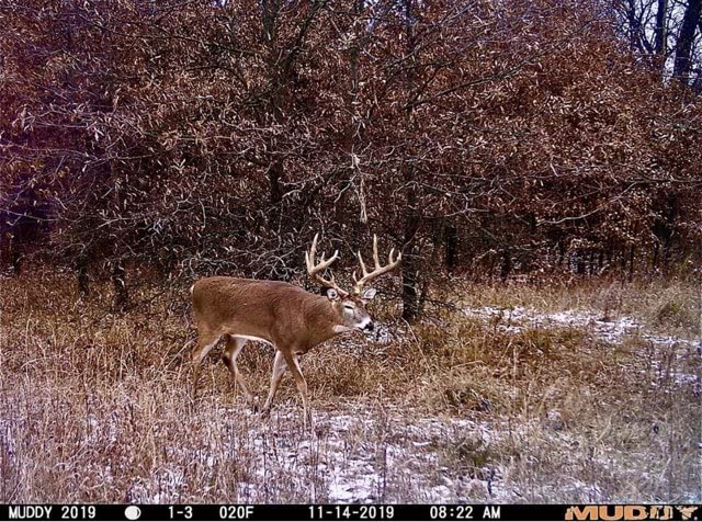 Muddy Matrix 36MP Imaging Cellular Trail Camera with On Demand Photo, Dual Network, and 80-Feet Detection Range (Mud) One Size