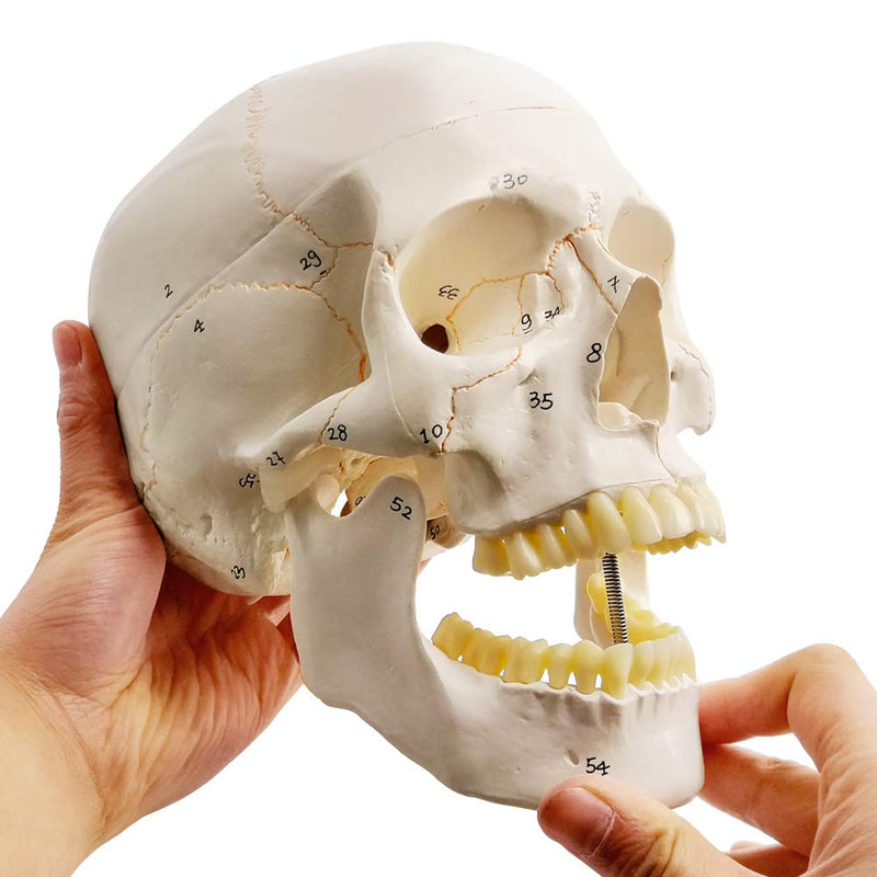 EVOTECH SCIENTIFIC Classic Numbered Human Skull Model, Life Size 9" Medical Quality-3 Part-W/Sutures Painted, 54pcs Labeled Numbered for Medical Student Shows Most Major Foramen Fossa and Canals