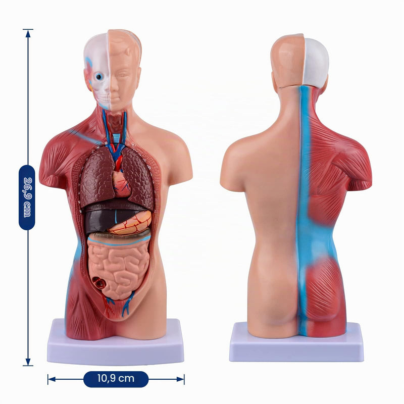 Ultrassist 28 cm Human Torso Anatomy Model with 15 Removable Parts | Hand painted details with sturdy presentation base