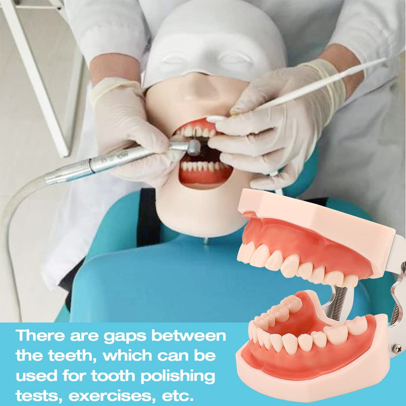 Dental Typodont Teeth Model,Completely Detachable Teeth Model Suitable for Teaching,Practice and Study,Come with a Small Screwdriver 32 Tooth Model