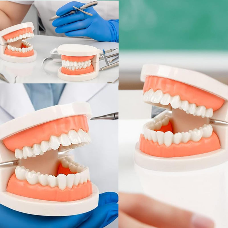 Dentist Model, 2 Educational Models + 2 Plastic Toothbrushes Dental Training Models PVC Teeth Demonstration Teaching Children Teeth Brush