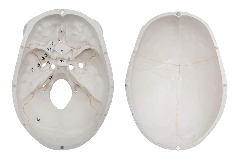 hBARSCI Numbered Human Skull Model - Medical Quality - 3 Parts w/Removable Calvaria, Articulated Mandible, Painted Sutures, 55 Numbered Features - Anatomy Skull, Plastic Skull Replica