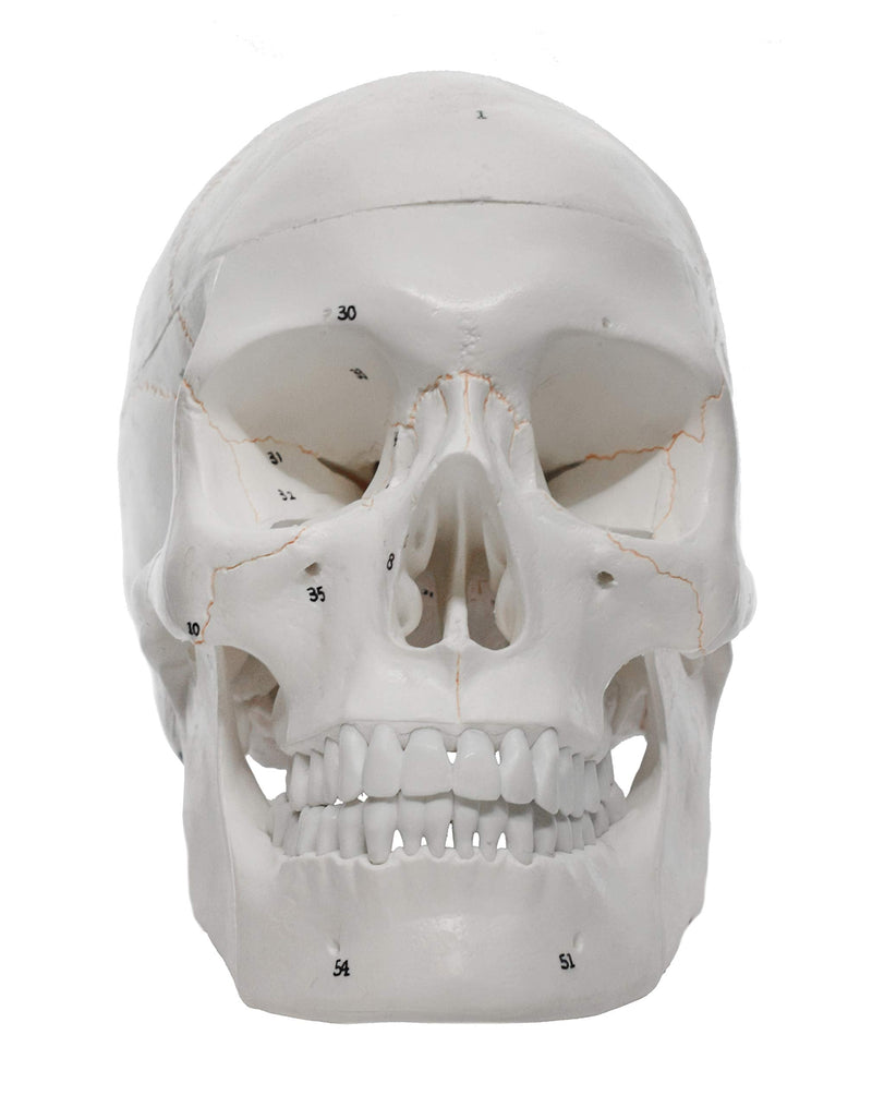 hBARSCI Numbered Human Skull Model - Medical Quality - 3 Parts w/Removable Calvaria, Articulated Mandible, Painted Sutures, 55 Numbered Features - Anatomy Skull, Plastic Skull Replica
