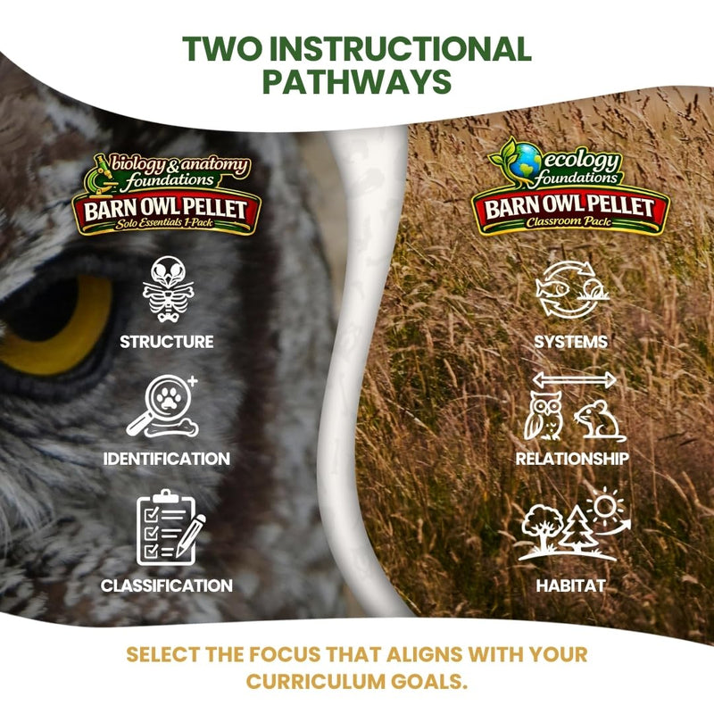 Barn Owl Pellets Classroom 10 Pack (Medium) – Dissection Kit for Ecology & STEM – Includes Forceps, Picks & Teacher Guide – Hands-On Science Activity